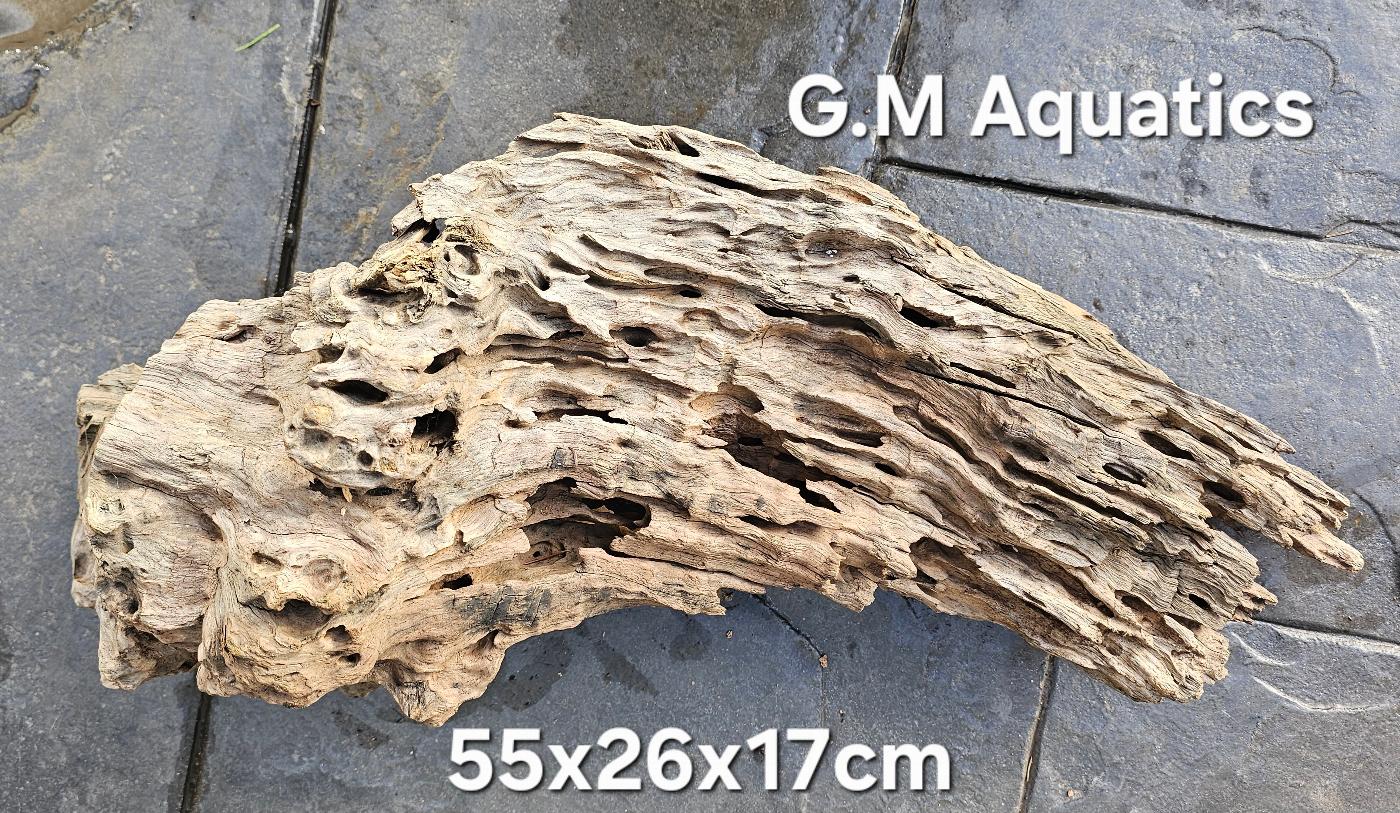 Natural Honeycomb Wood No 1 Catfish Shrimp 3.1kg