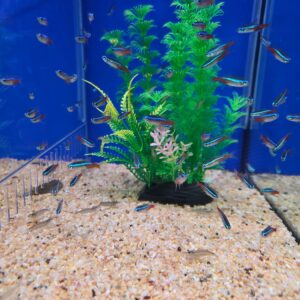 Neon Tetra