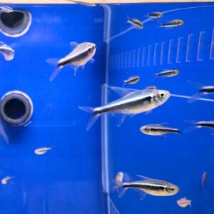 Black Neon Tetra