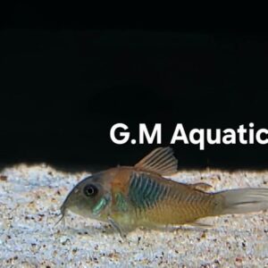 Orange  Venezuela Cory  2.5-3 cm