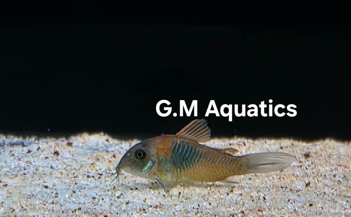 Orange Venezuela Cory 2.5-3 cm