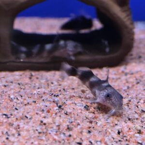 Synodontis  Decorus Catfish