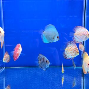 Discus Stendker Line