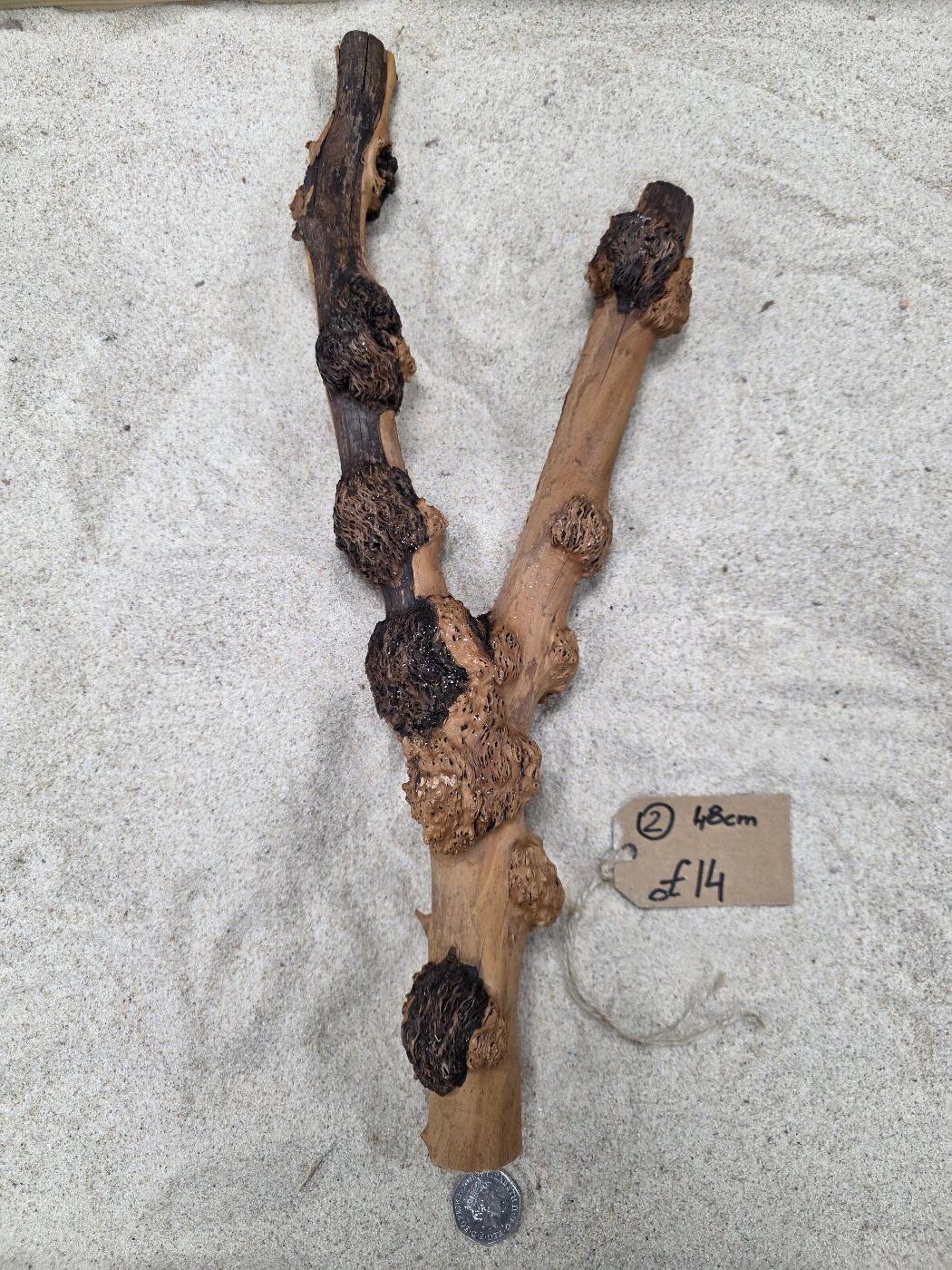 SAVA WOOD STRAIGHT WOOD - Image 15