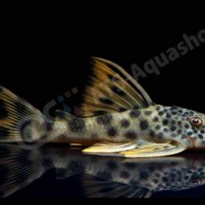 Peckoltia sabaji L075 6-8cm Wild