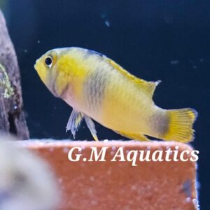 Apistogramma Nijsseni Wild 3-4cm