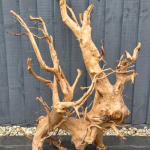 Red moor / Azalea wood XL No 5