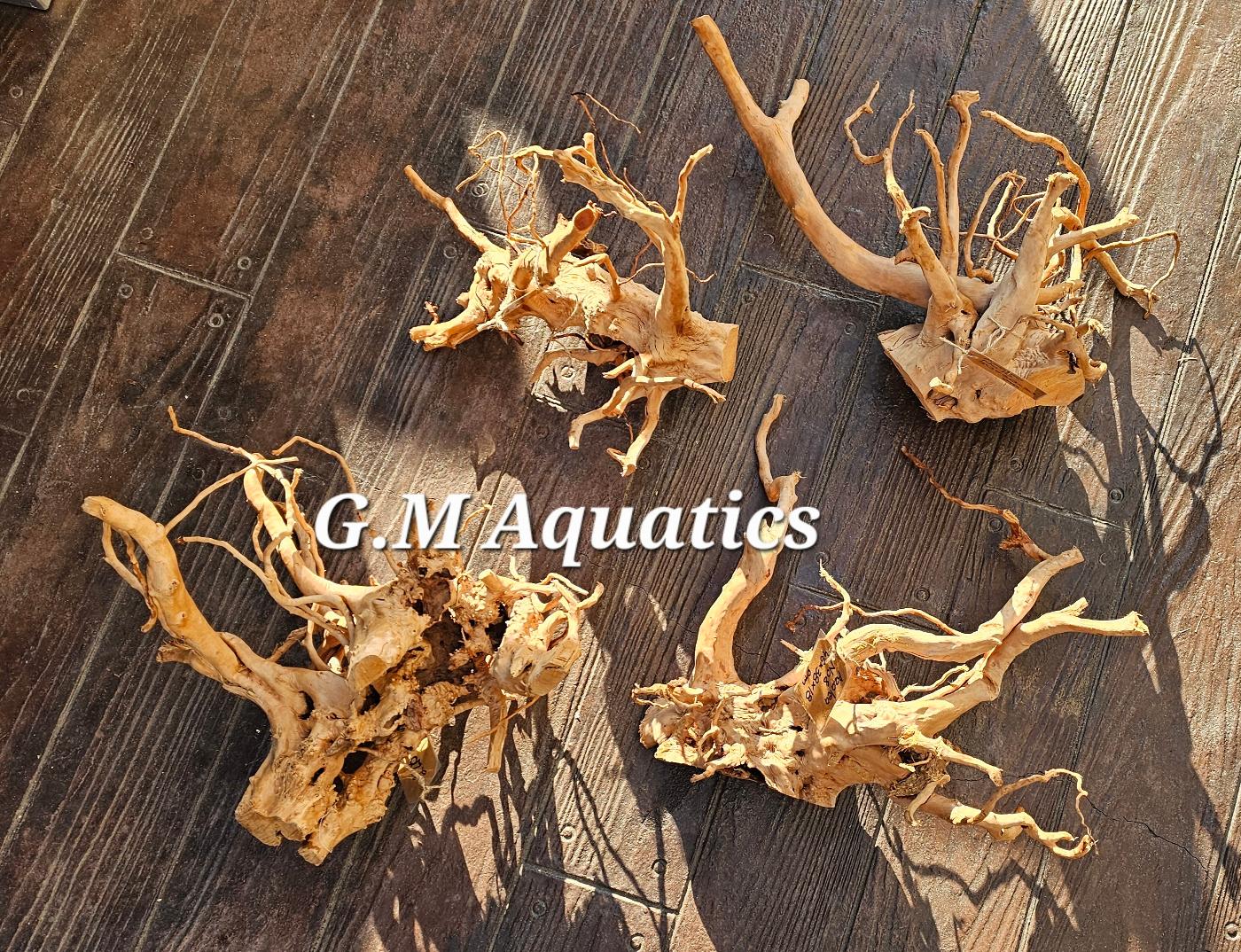 Red moor / Azalea wood - medium size pieces