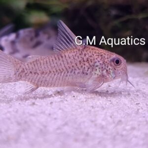 Corydoras Breei wild 3-3.5cm