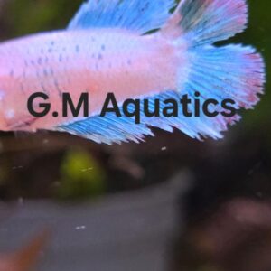 Betta Female double tail