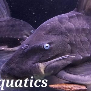 Blue Eyed Pleco Panaque Cochliodon Suttoni