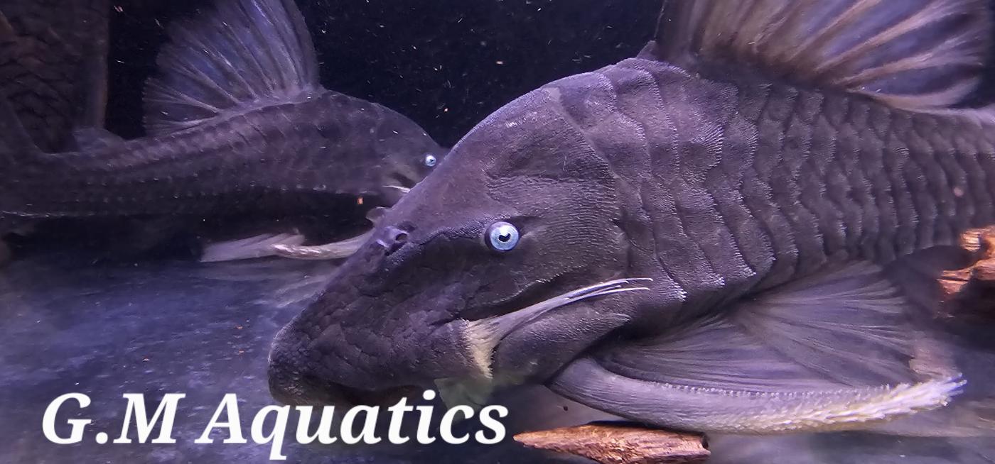 Blue Eyed Pleco Panaque Cochliodon Suttoni