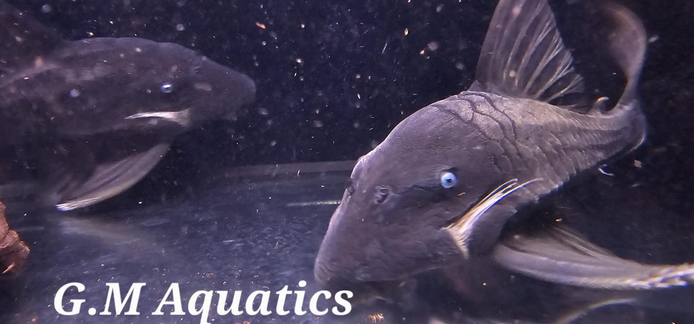 Blue Eyed Pleco Panaque Cochliodon Suttoni - Image 2