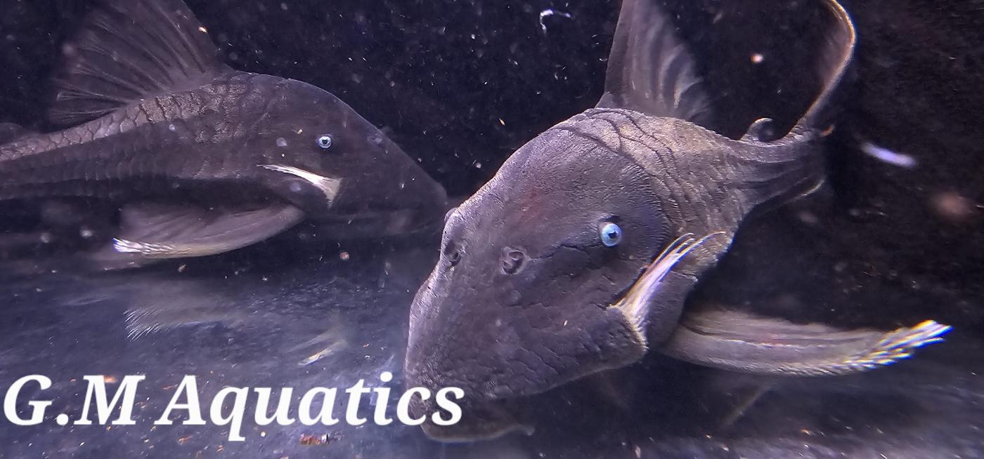 Blue Eyed Pleco Panaque Cochliodon Suttoni - Image 3