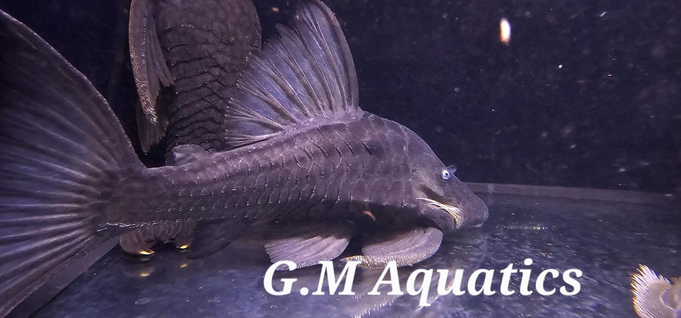 Blue Eyed Pleco Panaque Cochliodon Suttoni - Image 4