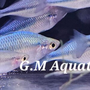 Lake Kutubu Rainbowfish 5-7cm