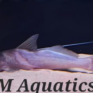 Bolt Catfish  10-12cm