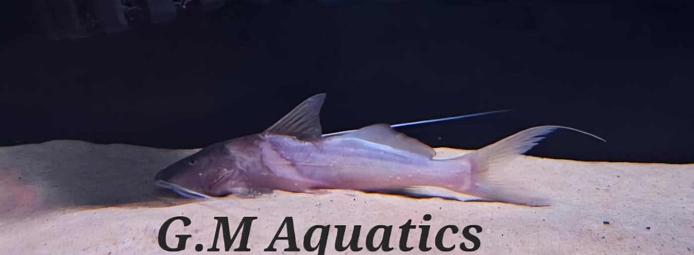Bolt Catfish 10-12cm