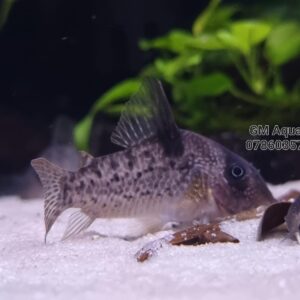 Corydoras CW004 5-6cm wild