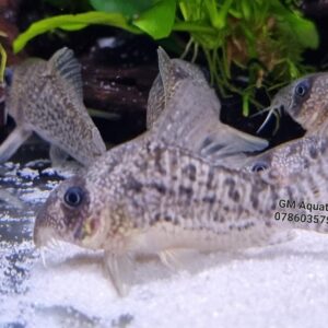 Corydoras CW155 Wild 5-6cm