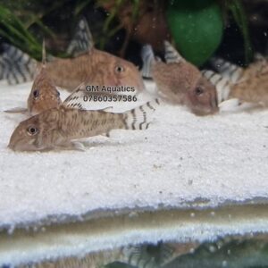 Corydoras CW173 Wild 3-4cm