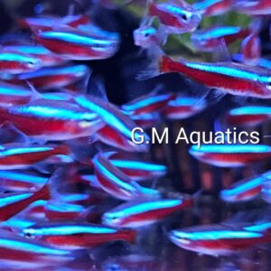 Cardinal tetra