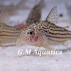 Corydoras araguaiaensis  3-4cm
