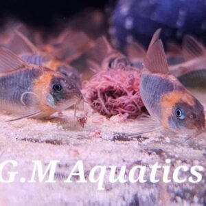 Wild Corydoras Eques