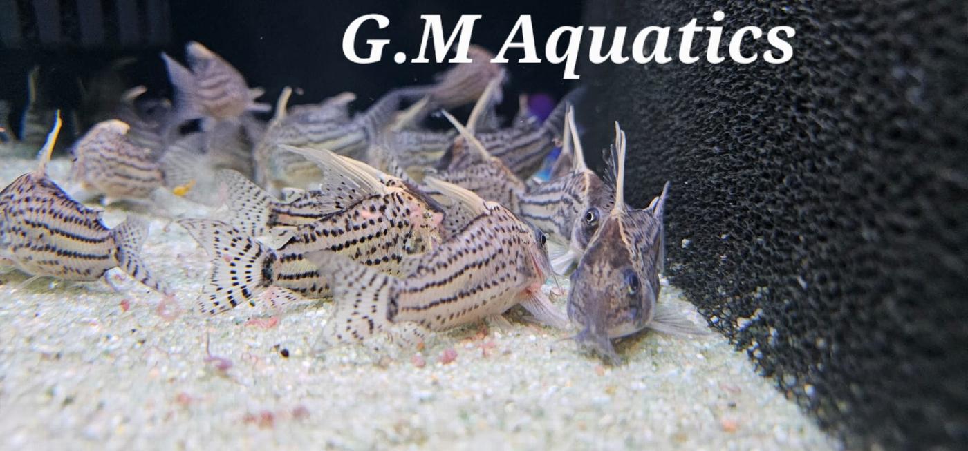 Wild Corydoras CW028 Super Schwartzi - Image 2