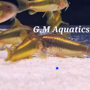 Gold Laser Cory (CW010)   2.5cm