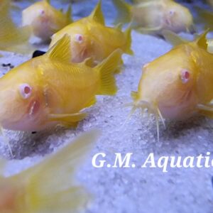 Albino Gold Laser Cory CW010 2.5cm
