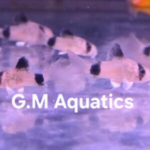 Corydoras Panda 2.5-3cm