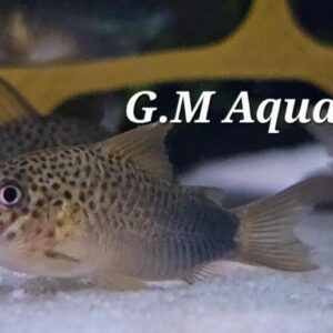 Hoplisoma simile