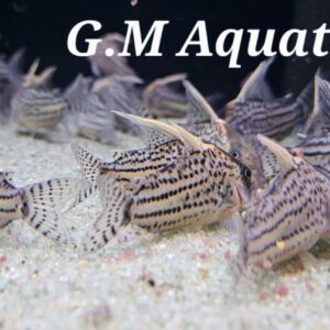 Wild Corydoras CW028 Super Schwartzi