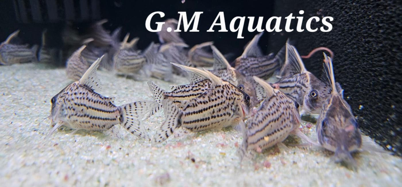 Wild Corydoras CW028 Super Schwartzi