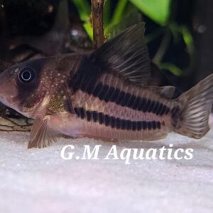 Corydoras CW160  4-5cm