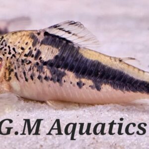 Fowlers Cory