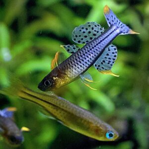 Gertrudae Rainbowfish 2cm