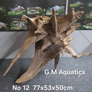Cunninghamia Lanceolata - hollow wood No 12