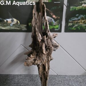 Cunninghamia Lanceolata - hollow wood No 13