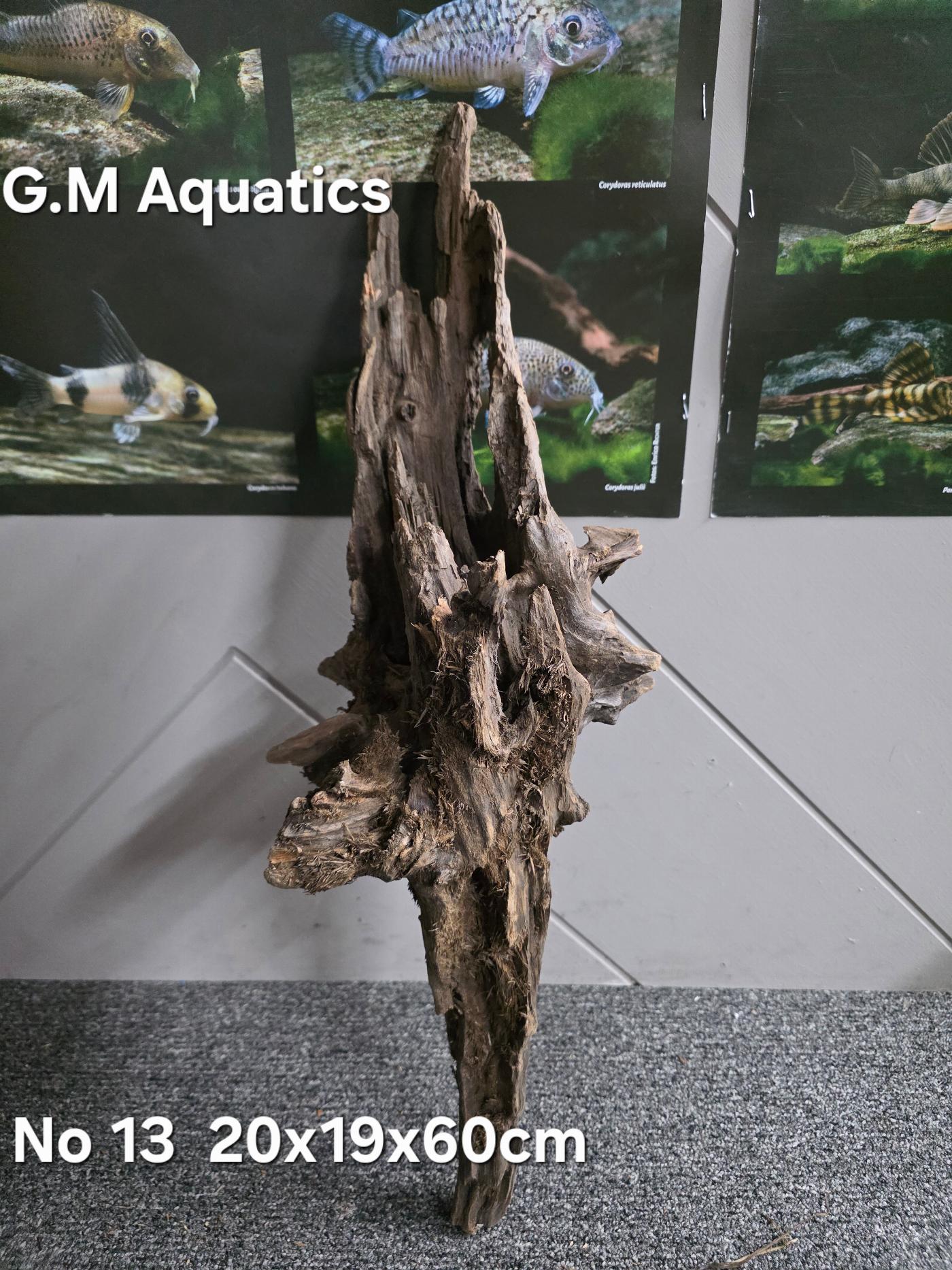 Cunninghamia Lanceolata - hollow wood No 13