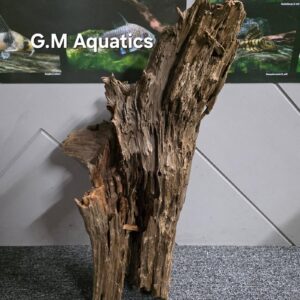 Cunninghamia Lanceolata - hollow wood No 14