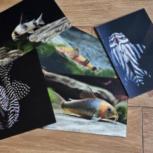 Art Print on brushed Aluminium from ATS-Aquashop