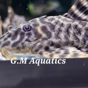 Peckoltia sp. L377  6-8cm