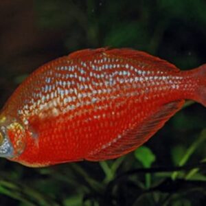 Red Rainbow 4-5cm