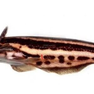 Stripped Woodcat 7-8CM WILD