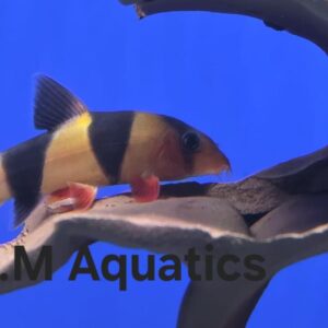 Clown Loach 4-5cm