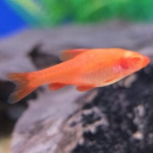 Albino cherry barbs