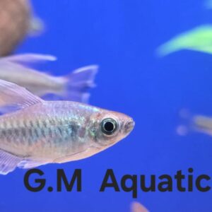 Congo tetra