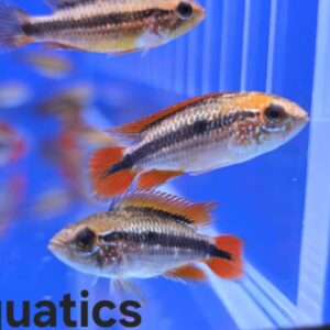 Apistogramma Agassizii Double  Red